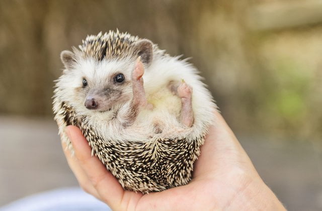 FDA Updates Cases of Food-Related Heart Disease in Pets