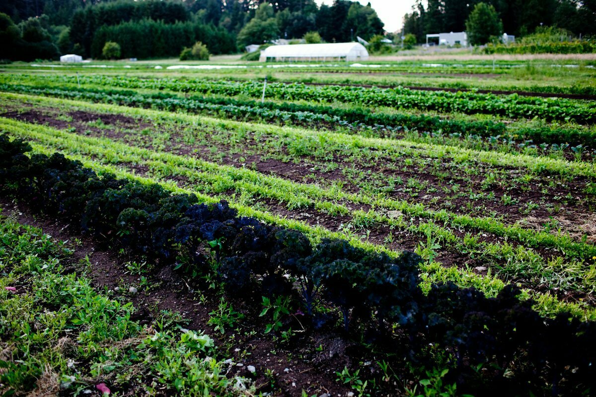 Feature: Organic meals achievement brings Cuban farmers financial income